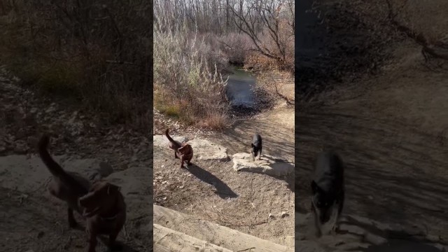 'Dog Friends! #shorts #love #fun #fitness #colorado #puppy #dog #pet #rescue #rescuedog #nature #bud'