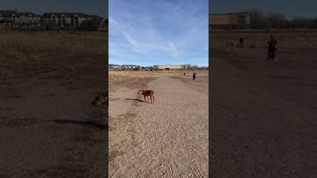 'Sunshine Girl❤️ #shorts #love #fun #fitness #colorado #puppy #dog #pet #rescue #rescuedog #bff #quee'