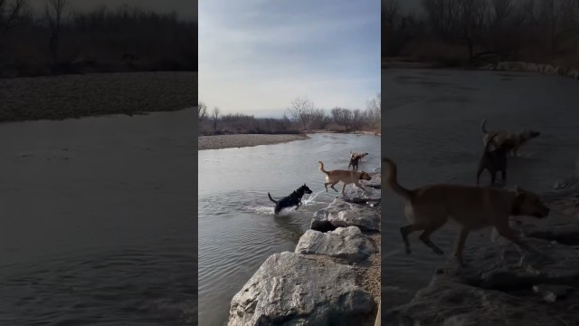 'Pack Reunites❤️ #shorts #love #fun #fitness #colorado #puppy #dog #pet #rescue #party #nature #pack'