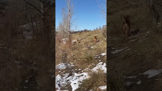 'Back trails at the dog park❤️ #shorts #love #fun #fitness #colorado #puppy #dog #pet #rescue #nature'