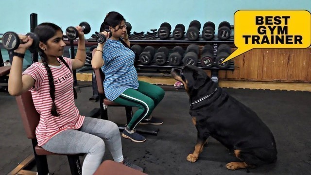 'One of the best gym trainer ever | dog help pregnant women | funny dog video |'