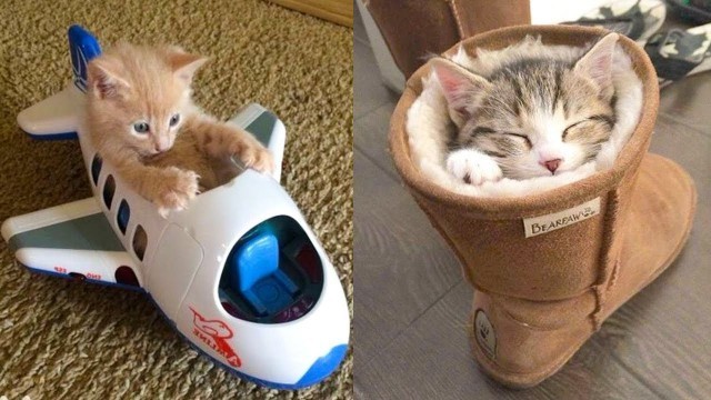 'Baby Cats - Cute and Funny Cat Videos Compilation #21 | Aww Animals'