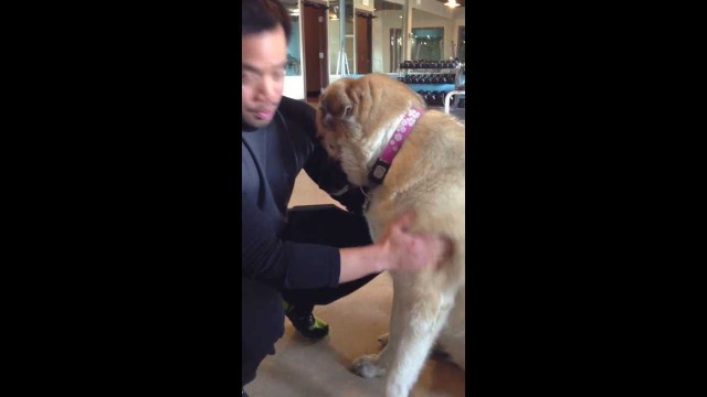 'Blitz Conditioning Chrs Tse and his Dog Kyla talk about Blitz\'s Pack Pursuit Fitness Class'