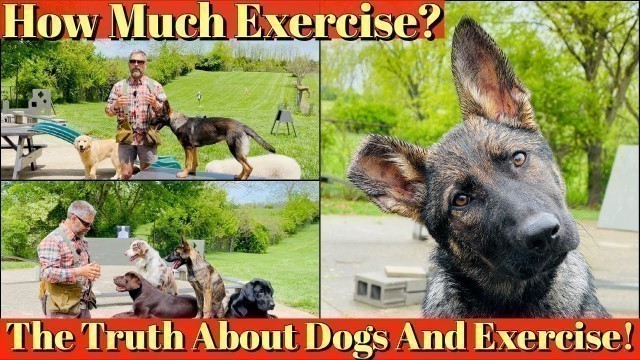 'How To Exercise Your Puppy | The Truth About Dogs and Exercise'