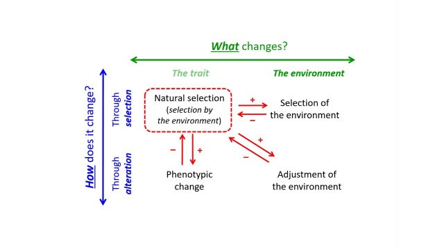 'A Classification of the Distinct Processes to Improve Fitness'