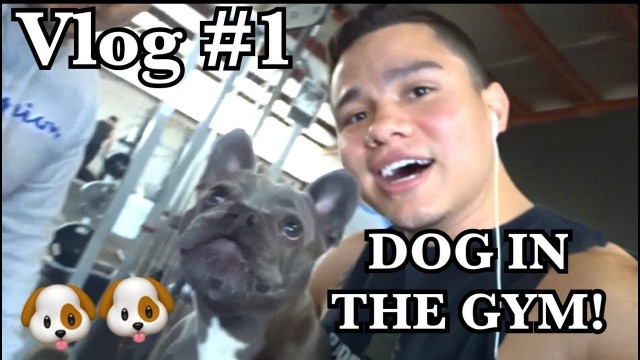 'VLOG #1 - Found Christian Guzman\'s dog in the gym!'