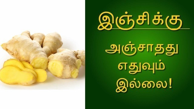 'இஞ்சிக்கு அஞ்சாதது எதுவுமே இல்லை! - Tamil Health Tips'